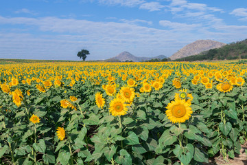 The beautiful sunflower field.