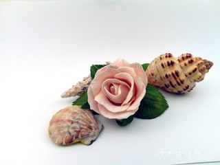 shell and a rose on a white background
