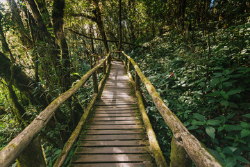 Wooden footpath in the forest in Doi Inthanon national park, Thailand.