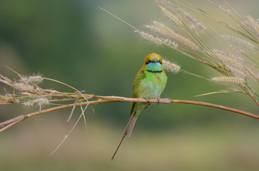 Green Bee-Eater (Merops Orientalis)