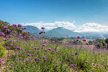 Beautiful blooming verbana flower in garden view with mountain and blu sky