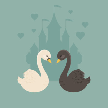 White and black swans in love