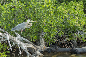 Great Blue Heron shows its elegant long legs. This wading bird lives in wetlands has beautiful and rare grey-bluish feathers