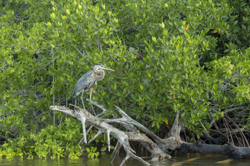 Great Blue Heron shows its elegant long legs. This wading bird lives in wetlands has beautiful and rare grey-bluish feathers