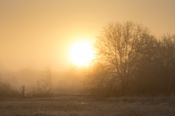 Fototapeta na wymiar Sun rising just above horizon in fog across a rural landscape, in hazy oranges and yellows
