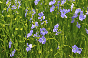 Obraz na płótnie Canvas Blooming flax close-up