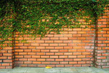Green ivy on the brick wall