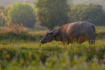 Buffalo in the rice field in sunset time, beautiful lighting.