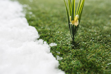 Meeting snow on green grass close up - between winter and spring concept background - Powered by Adobe