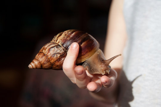 Achatina fulica large snails on the child's hand