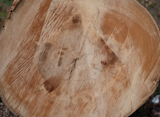 Baumstamm mit Jahresringen - Holz