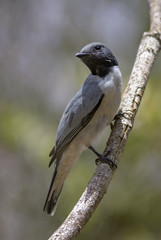 Ashy Cuckooshrike - Coracina cinerea, beautiful black headed bird endemic in Madagascar dry forests.