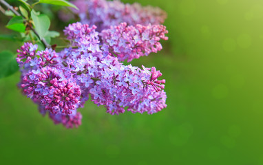 Lilac flowers isolated on green.