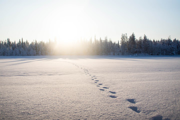 Naklejka premium Moose footprints in the snow over the frozen Raudanjoki peat river, Vaattunki, Finland. 