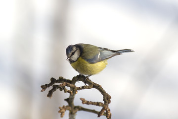  Eurasian blue tit (Cyanistes caeruleus) 