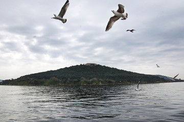Fototapeta na wymiar Island journey with Island ferry and Seagulls in Istanbul