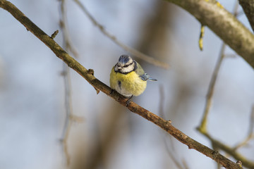  Eurasian blue tit (Cyanistes caeruleus) 