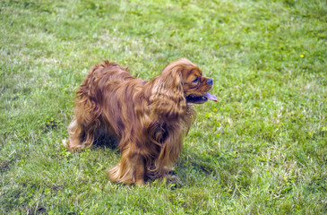Cavalier King Charles Spaniel, also known as English Toy Spaniel, Ruby colour, standing on grass with full long coat and tongue showing, looking right