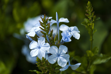 Small celestial flower in Guatemala garden, flower called Plumbago auriculata