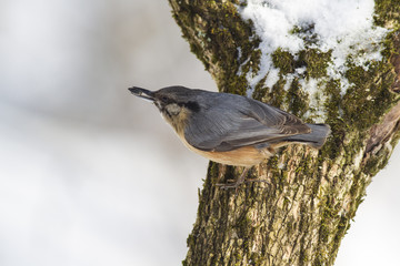 Eurasian nuthatch or wood nuthatch (Sitta europaea) in winter