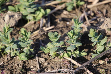 Jeunes pousses de petits pois en pleine terre.