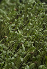 macro photography: fennel sprout