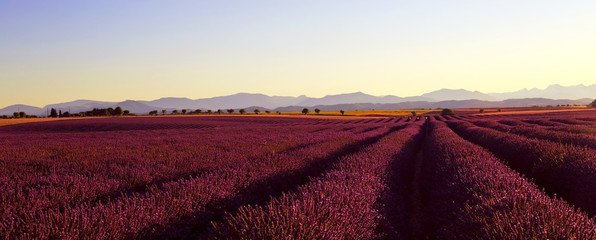 Lavender and sunflower Fields Valensole France