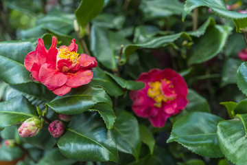 Red rose. Garden plant