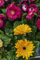 chrysanthemum yellow and pink, ornamental plants