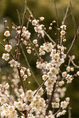 梅の花（白）