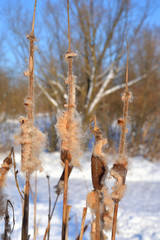 Cattails in winter.