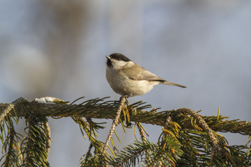 marsh tit (Poecile palustris) in winter in frosty weather