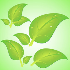 vector illustration green bright leaves