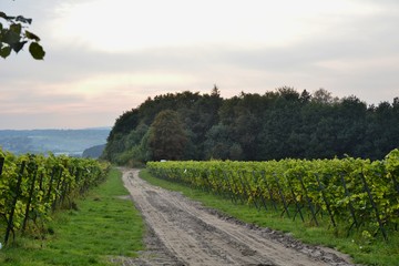 Winogrona w Krakowie okolice Lasku Wolskiego