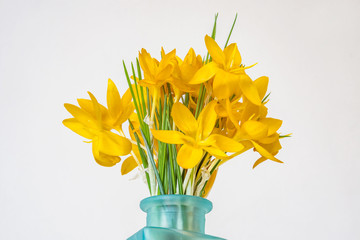 Close-up of fresh spring crocus on a white background. Shallow depth of focus. Inspiration, Spring Supplements.
