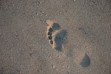 Fototapeta na wymiar Fußabdruck am Strand (linker Fuß)