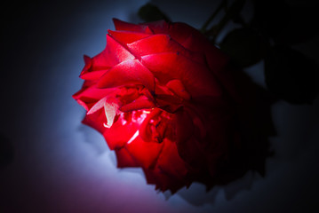 rose, symbol of love, sweet natural aroma. 