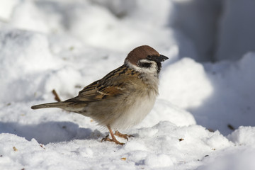 Eurasian tree sparrow - Passer montanus