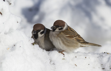 Eurasian tree sparrow - Passer montanus. Eurasian tree sparrow in winter in frosty weather