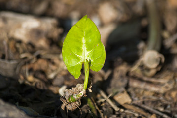 Tropical leaf in garden in Guatemala, Central America.. Syngonium podophyllum Schott.