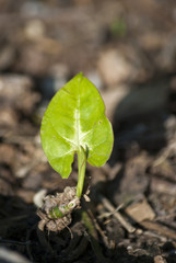 Tropical leaf in garden in Guatemala, Central America.. Syngonium podophyllum Schott.