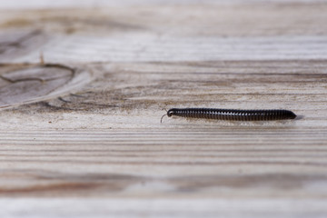 Millipede crawling on a wooden plank