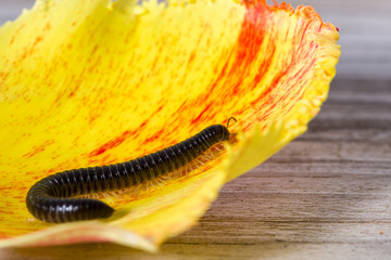 Millipede crawling on the leaf of a tulip