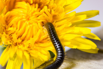 Millipede crawling on the blossom of a dandelion