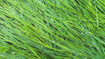 banner erba verde rugiada mattina