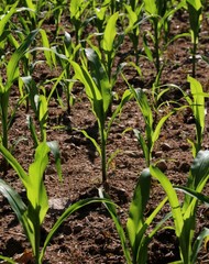 Champ de jeunes plants de maïs