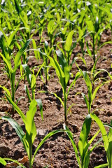 Champ de jeunes plants de maïs
