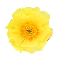 yellow peony flower