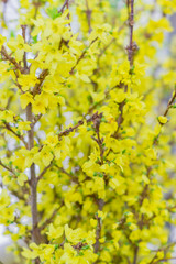 yellow blooming  Forsythia bush background
