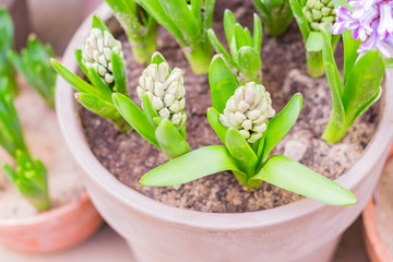 young unblown hyacinth flowers in big clay pot, top view